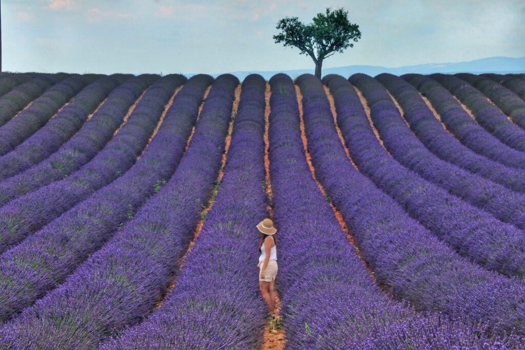 Lavender fields in Roussillon, France