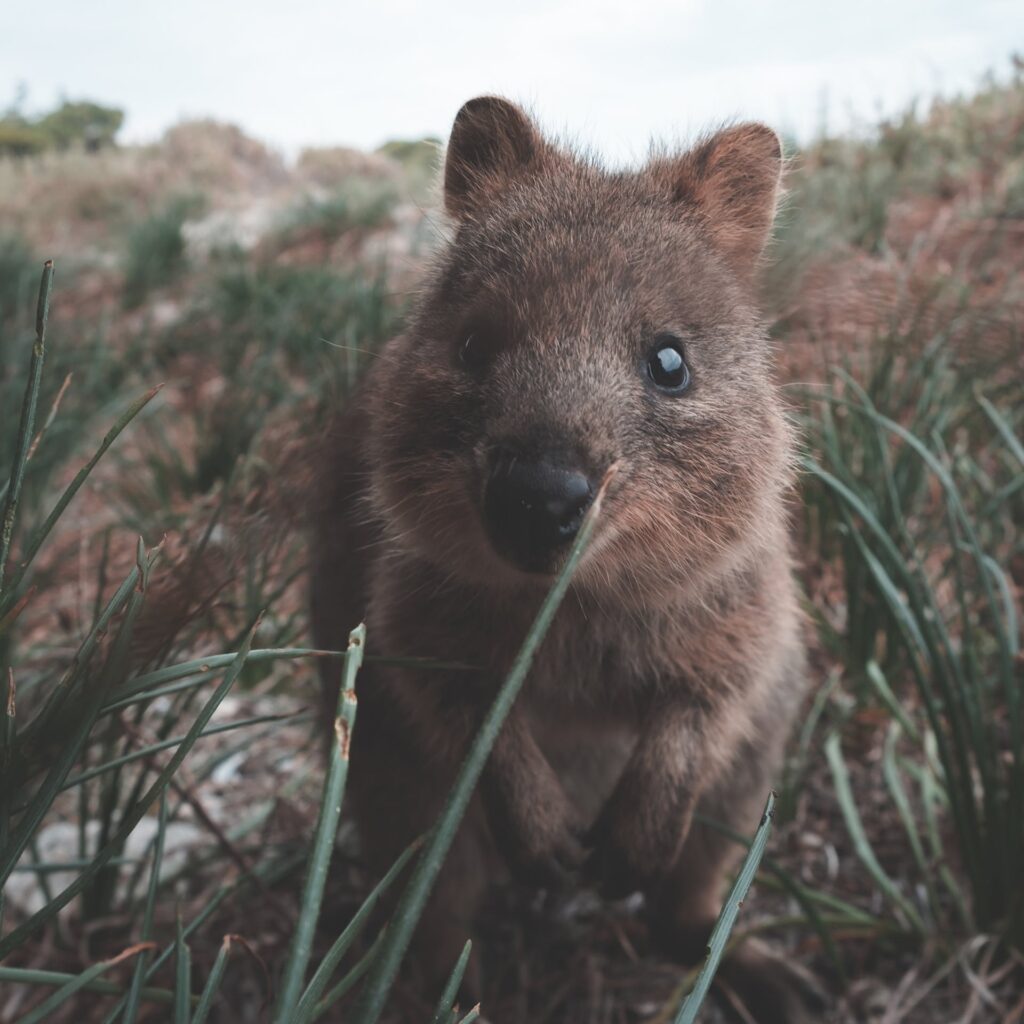 See the adorable quokkas
